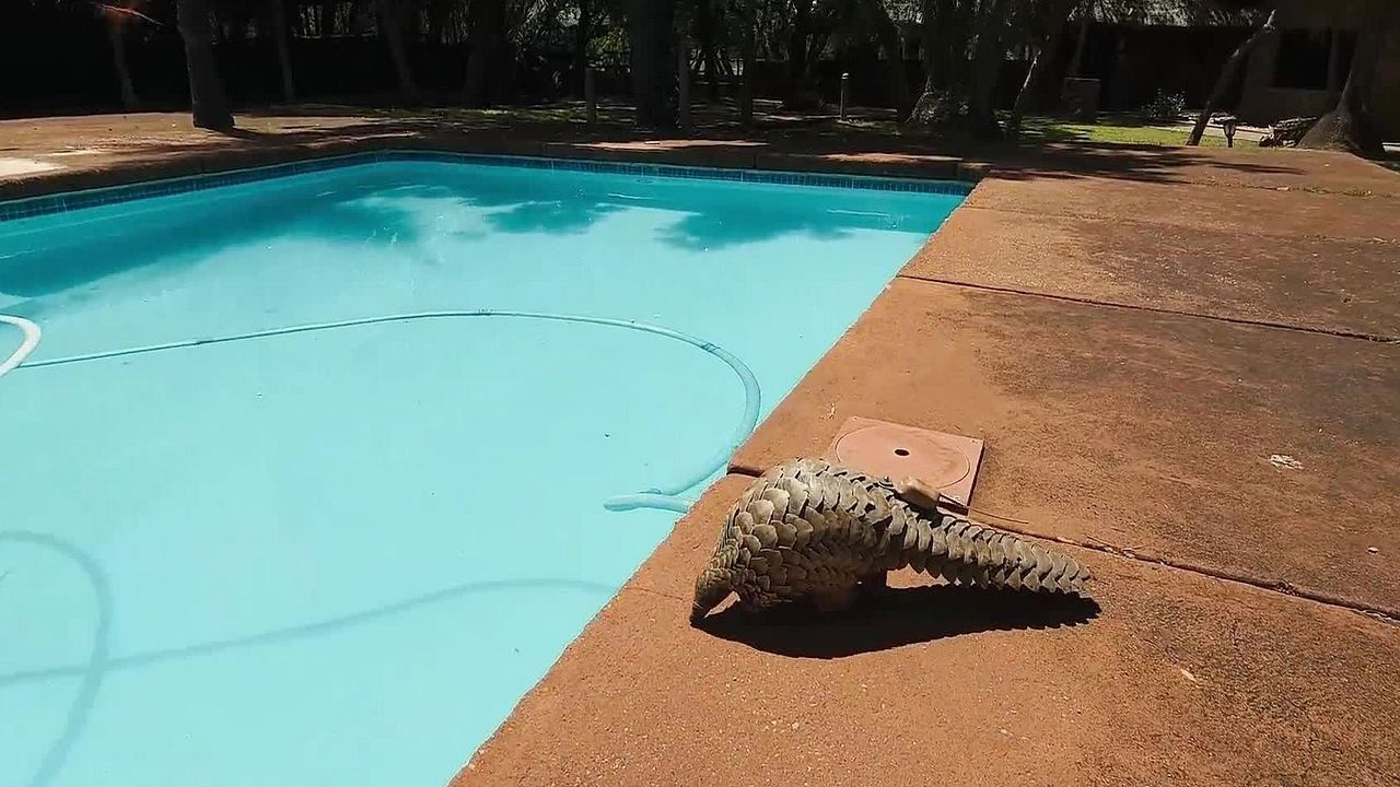 Pangolin: Kulu