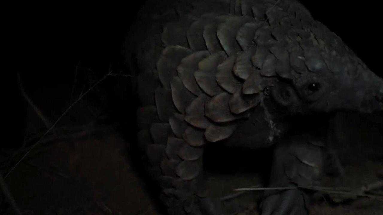 Pangolin: Kulu