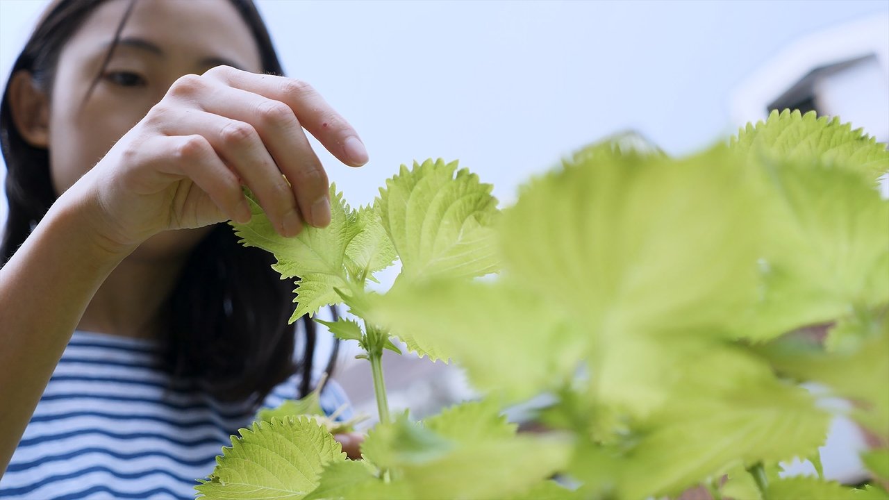 Shiso Movie Screenshot 1