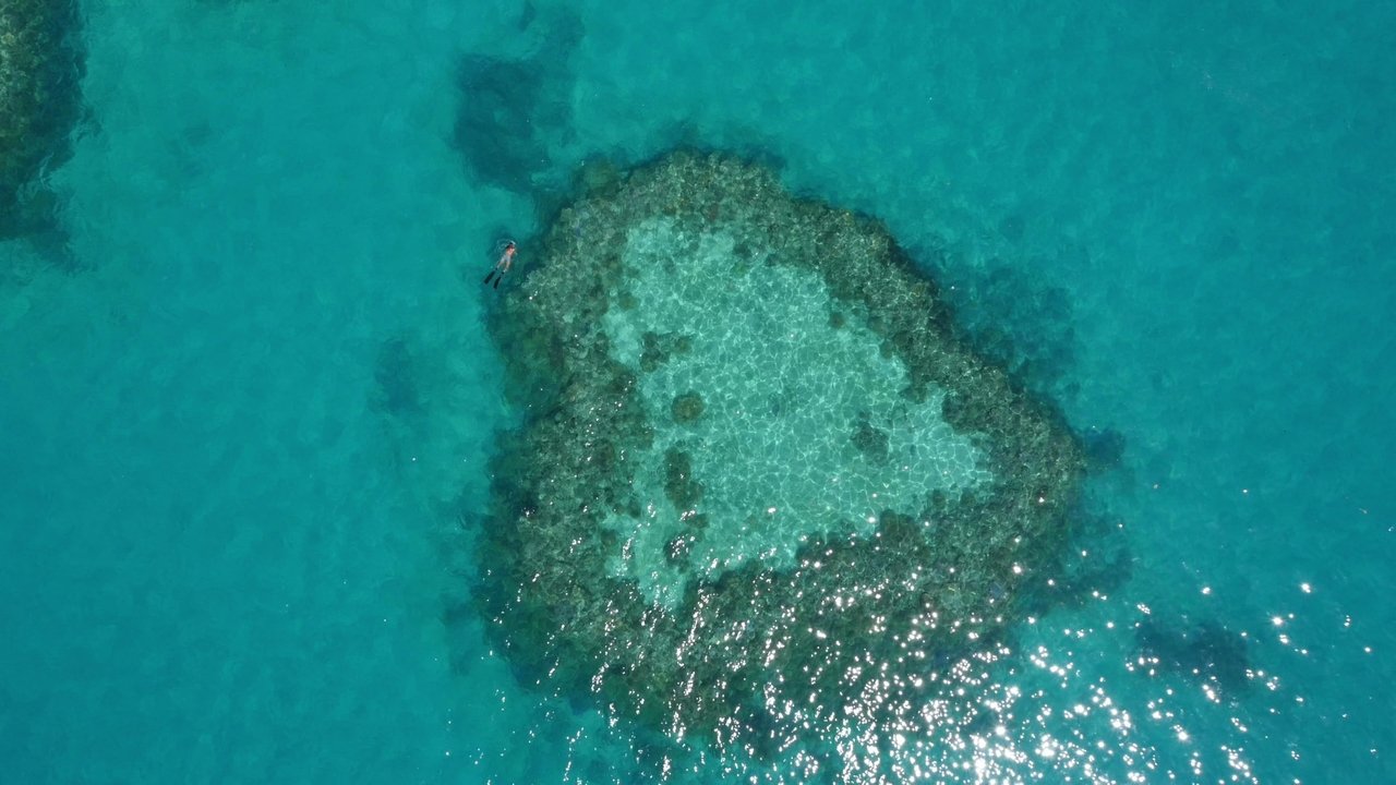 The Great Barrier Reef Movie Screenshot 2