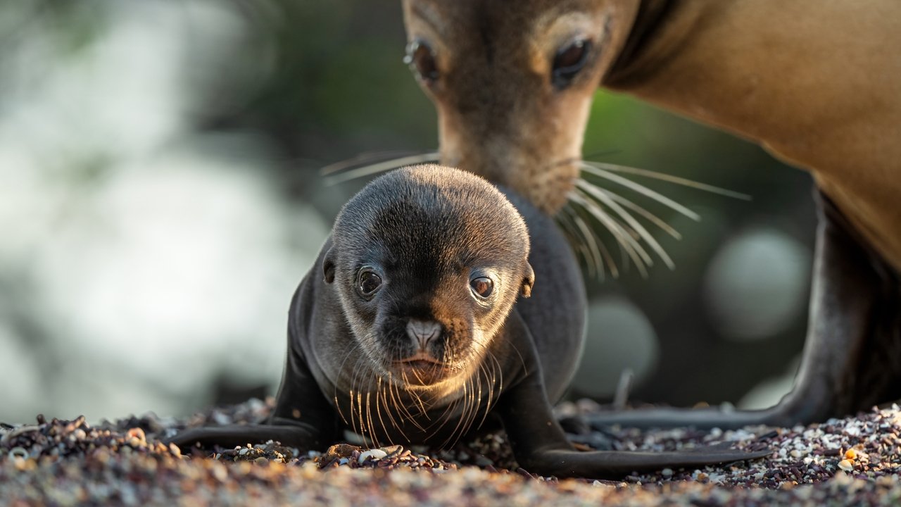 Sea Lions of the Galapagos Movie Screenshot 3
