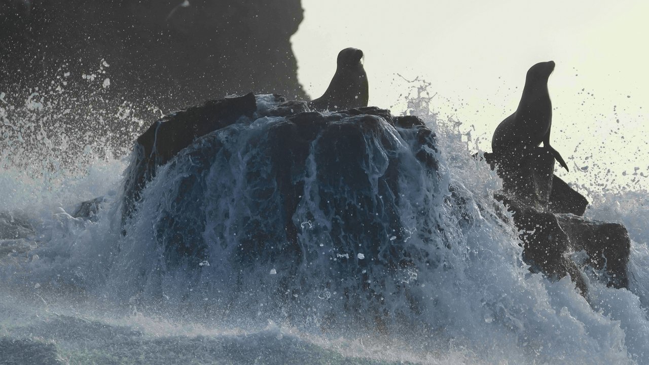 Sea Lions of the Galapagos Movie Screenshot 4