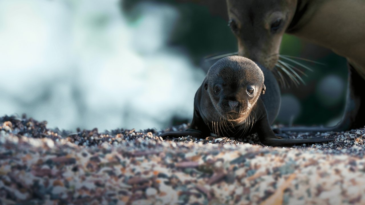 Sea Lions of the Galapagos Movie Screenshot 5
