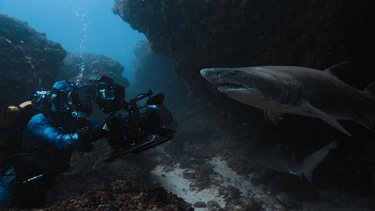 Sharks Up Close with Bertie Gregory Movie Screenshot 2