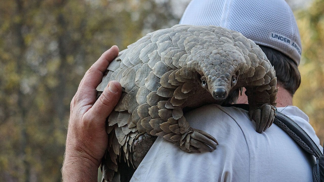 Pangolin: Kulu