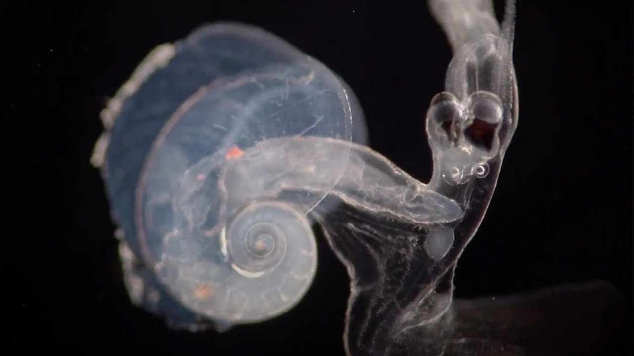 This Is (For) The Sea Movie Screenshot 1