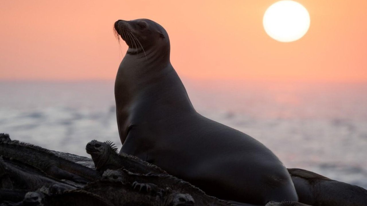 Sea Lions of the Galapagos Movie Screenshot 2