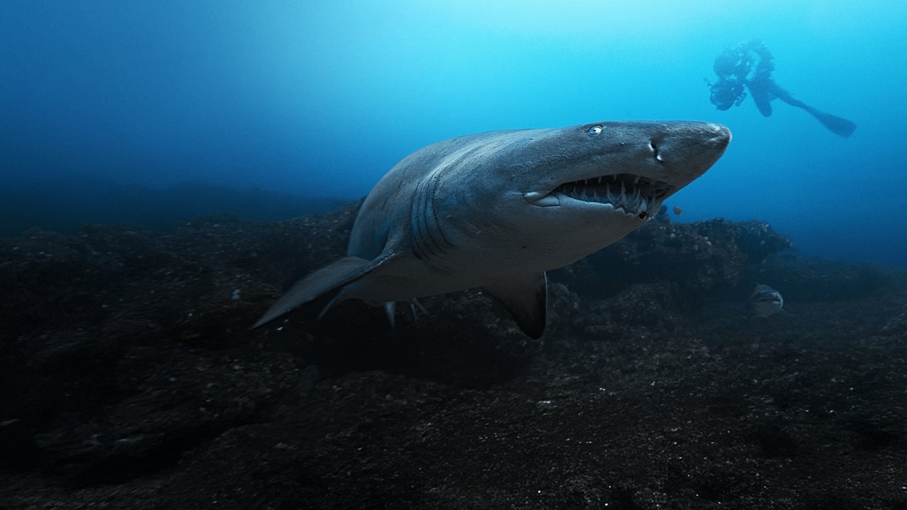 Sharks Up Close with Bertie Gregory Movie Screenshot 3