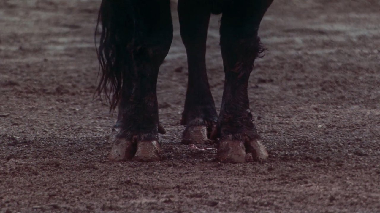 Afternoons of Solitude Movie Screenshot 4